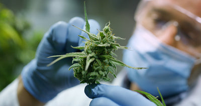 What You Need to Know about Cannabis and Coronavirus